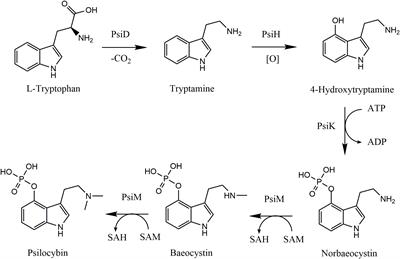 Exploring Psilocybe spp. mycelium and fruiting body chemistry for potential therapeutic compounds